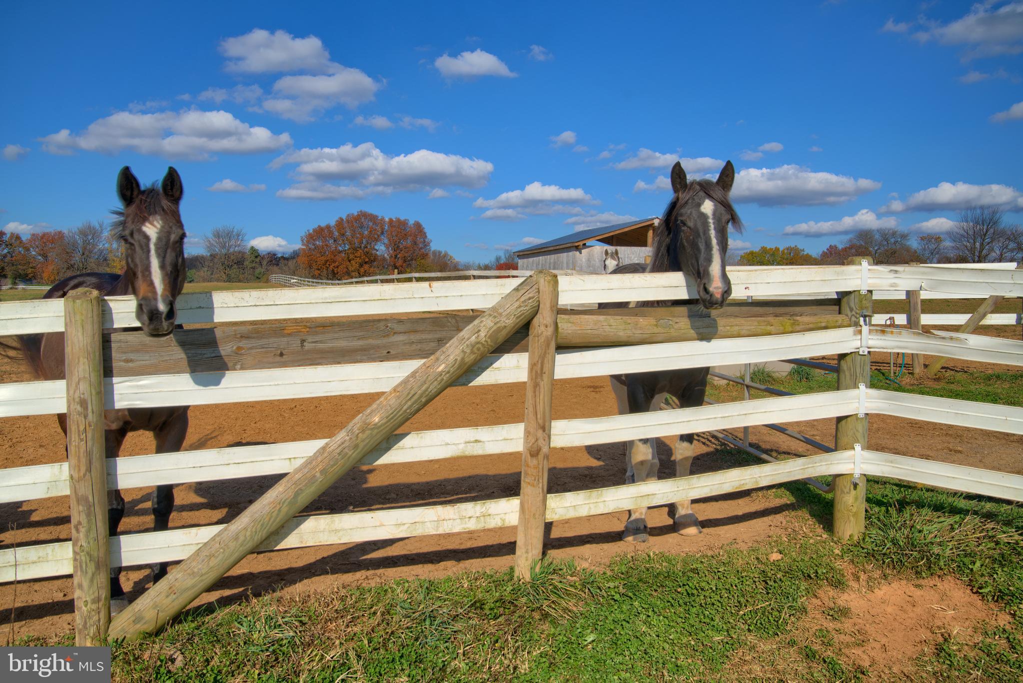 14000 Frederick Road Cooksville, MD 21723 - Photo 86 of 135 Happy Horses in Safe Pastures