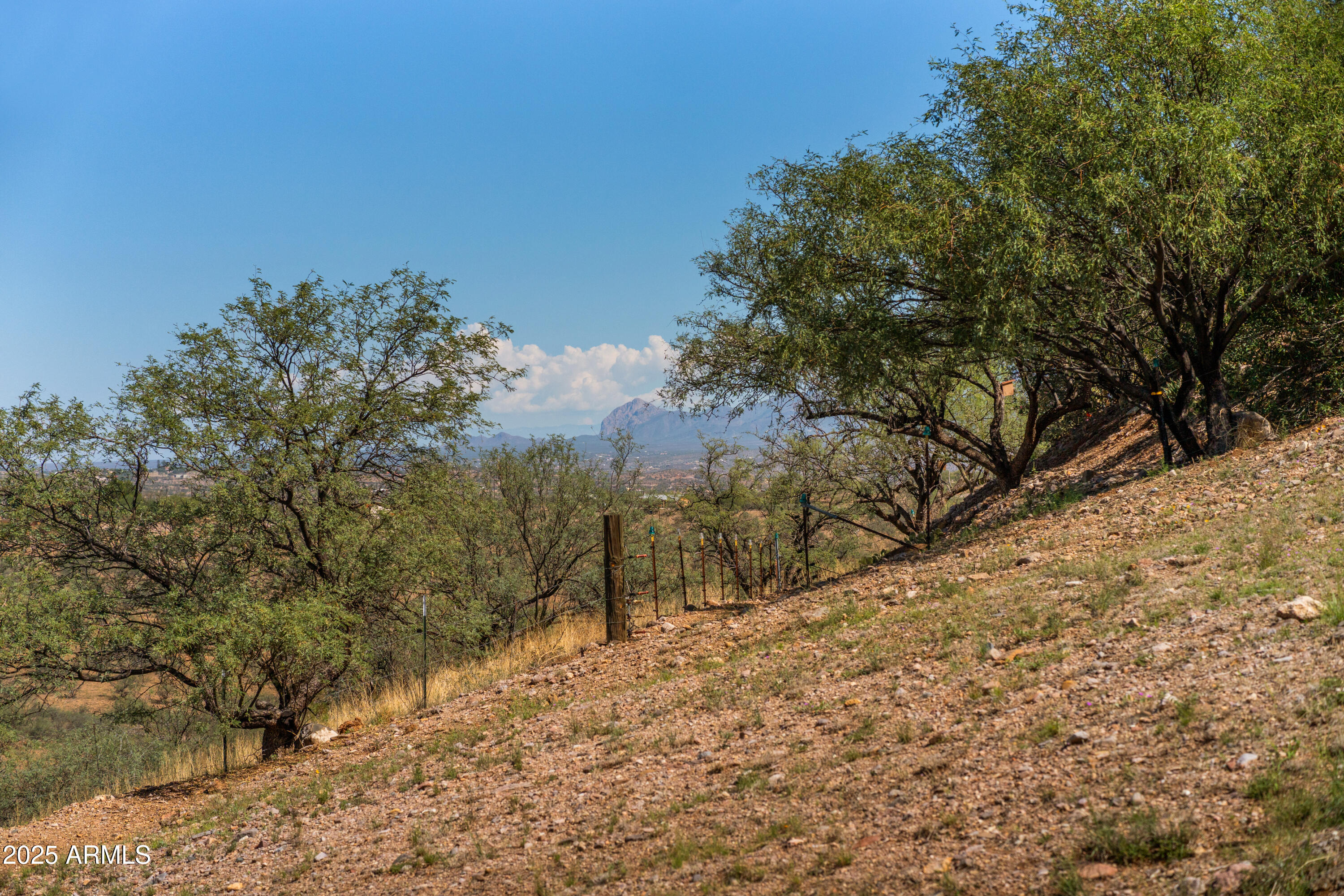 608 Paseo Reforma Rio Rico, AZ 85648 - Photo 48 of 50 a view of a yard with a tree