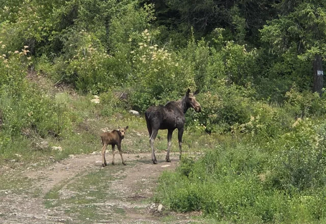 $390,000 | 1261 Outback Lane, Usk, WA 99180