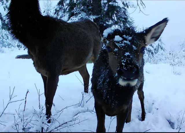 $390,000 | 1261 Outback Lane, Usk, WA 99180