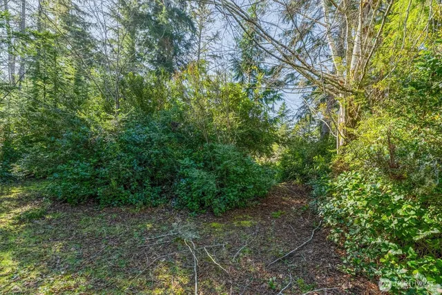 a view of a forest with lots of trees