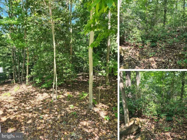 a view of forest