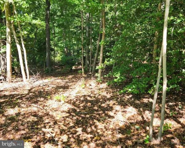 a view of a tree with a tree