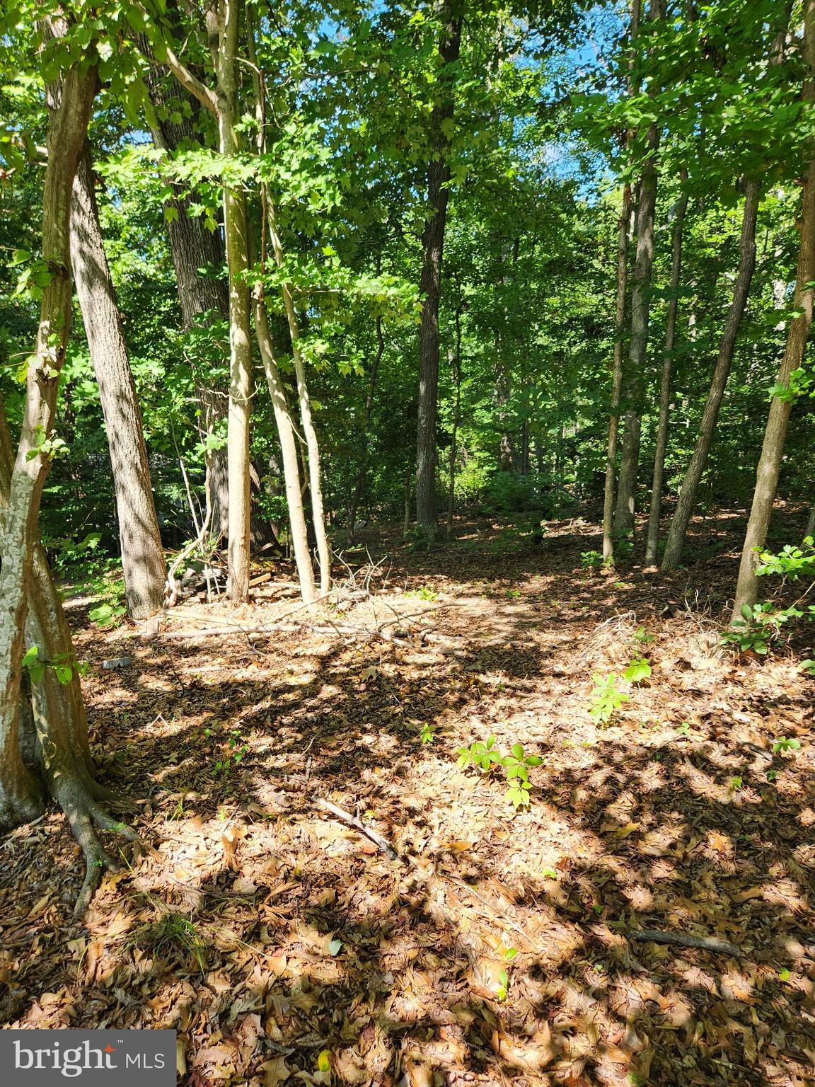 646 White Rock Road Lusby, MD 20657 - Photo 4 of 10 a view of a tree with a yard