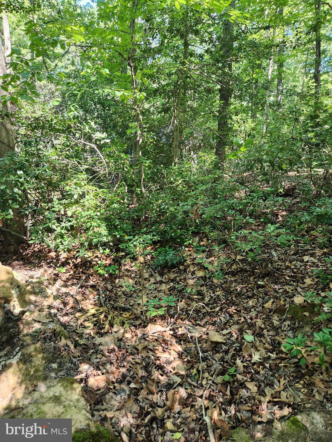 646 White Rock Road Lusby, MD 20657 - Photo 5 of 10 a view of a lush green field