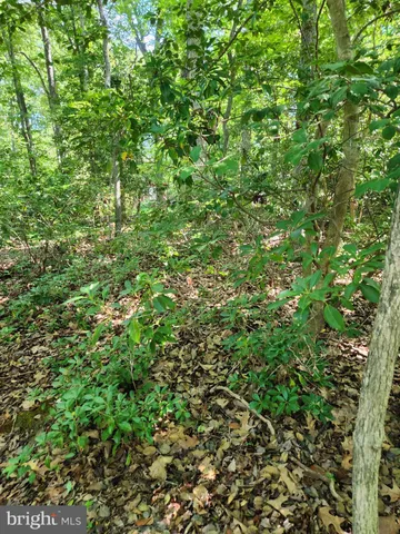 a view of a lush green forest