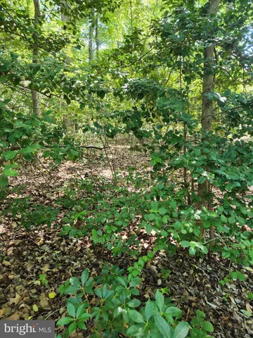 a view of a lush green forest