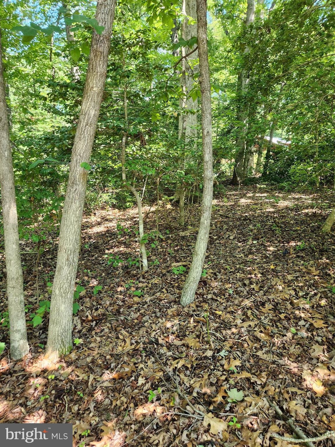 646 White Rock Road Lusby, MD 20657 - Photo 9 of 10 a view of a yard with plants and large trees