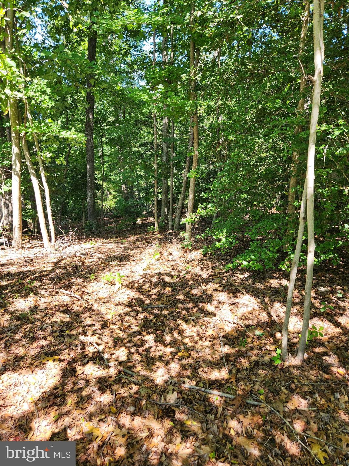 646 White Rock Road Lusby, MD 20657 - Photo 10 of 10 a backyard of a house with lots of green space and tree s