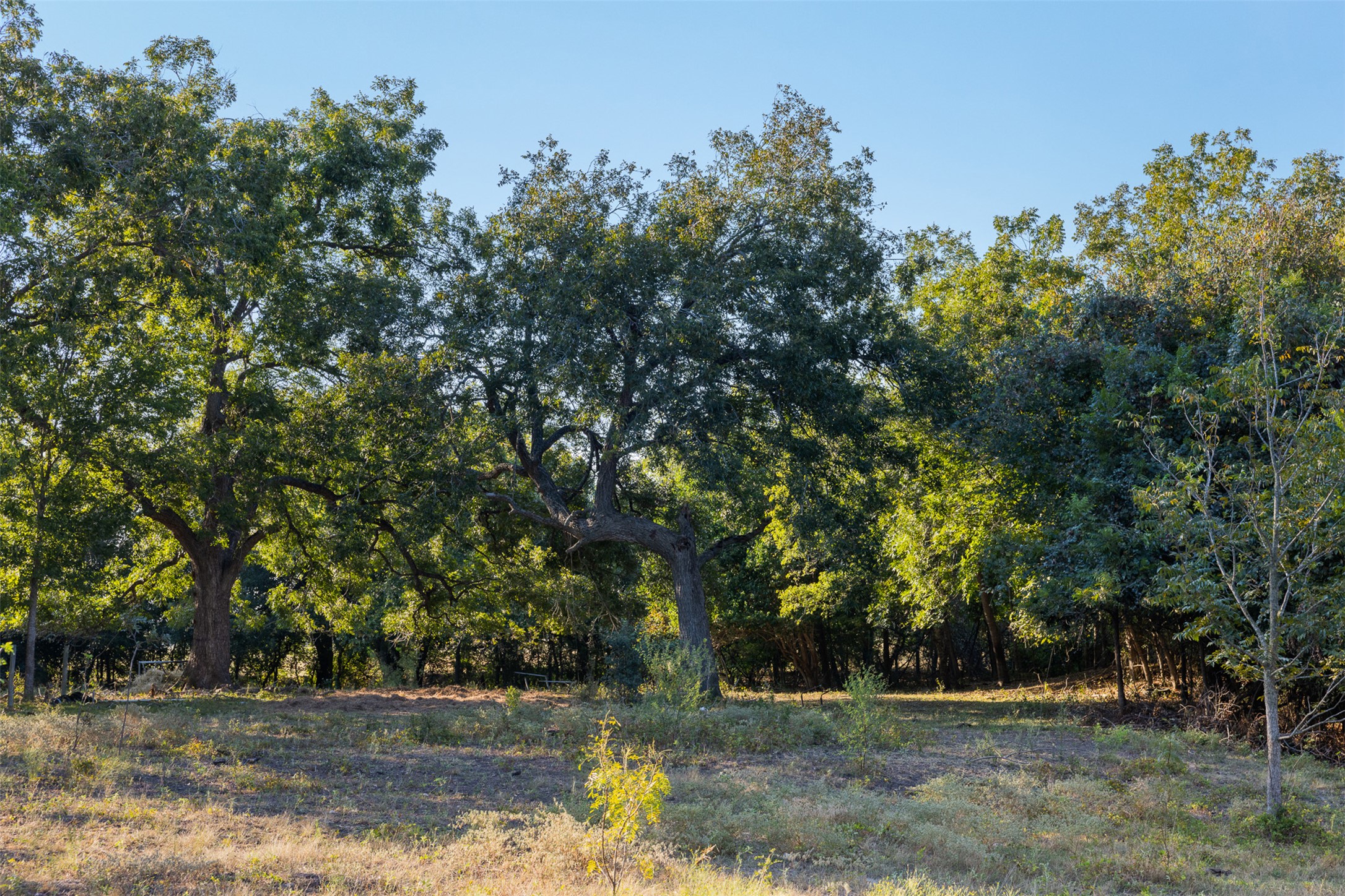 217 Robin Ranch Road Lockhart, TX 78644 - Photo 2 of 15 View of local wilderness