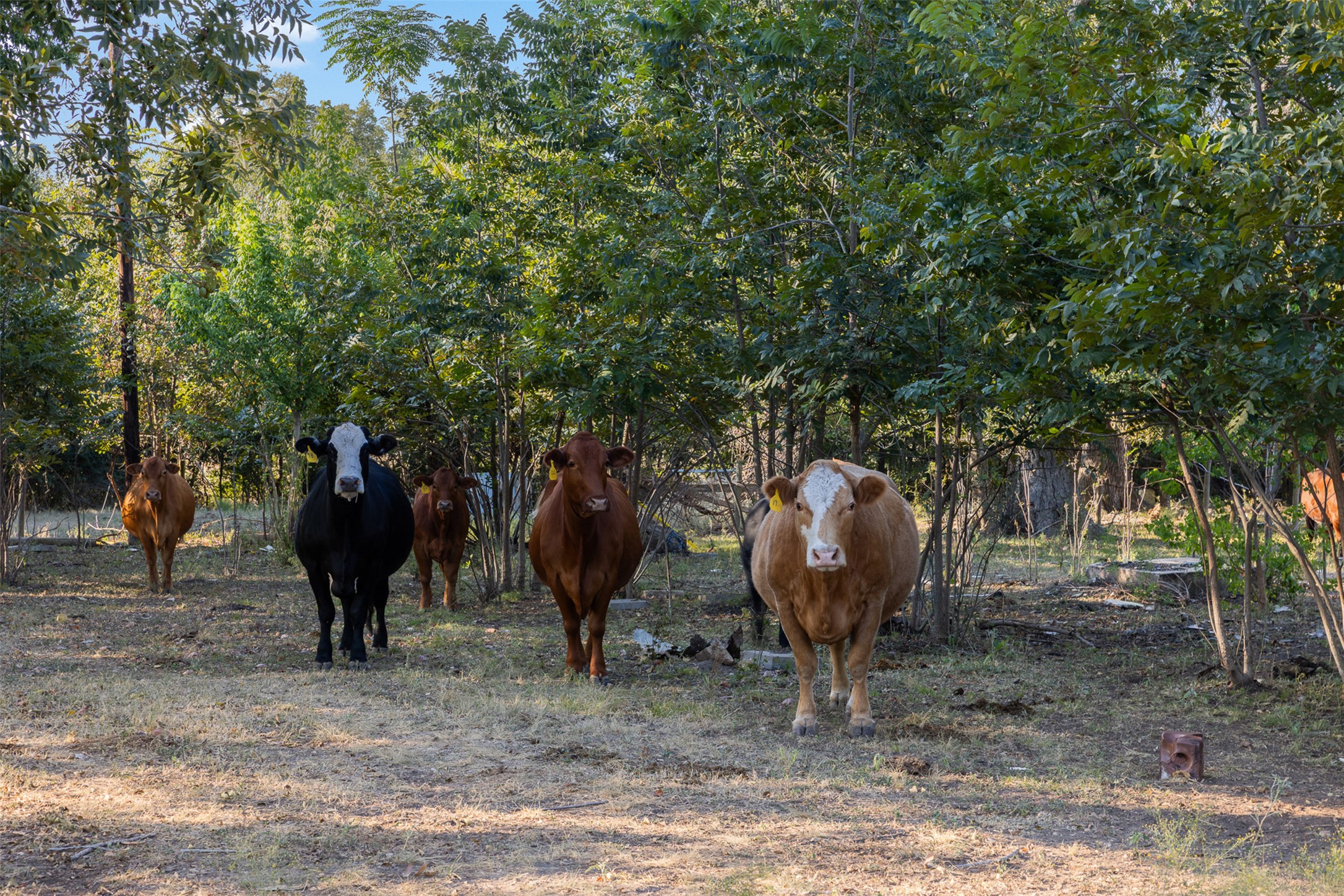 217 Robin Ranch Road Lockhart, TX 78644 - Photo 4 of 15 Exterior view