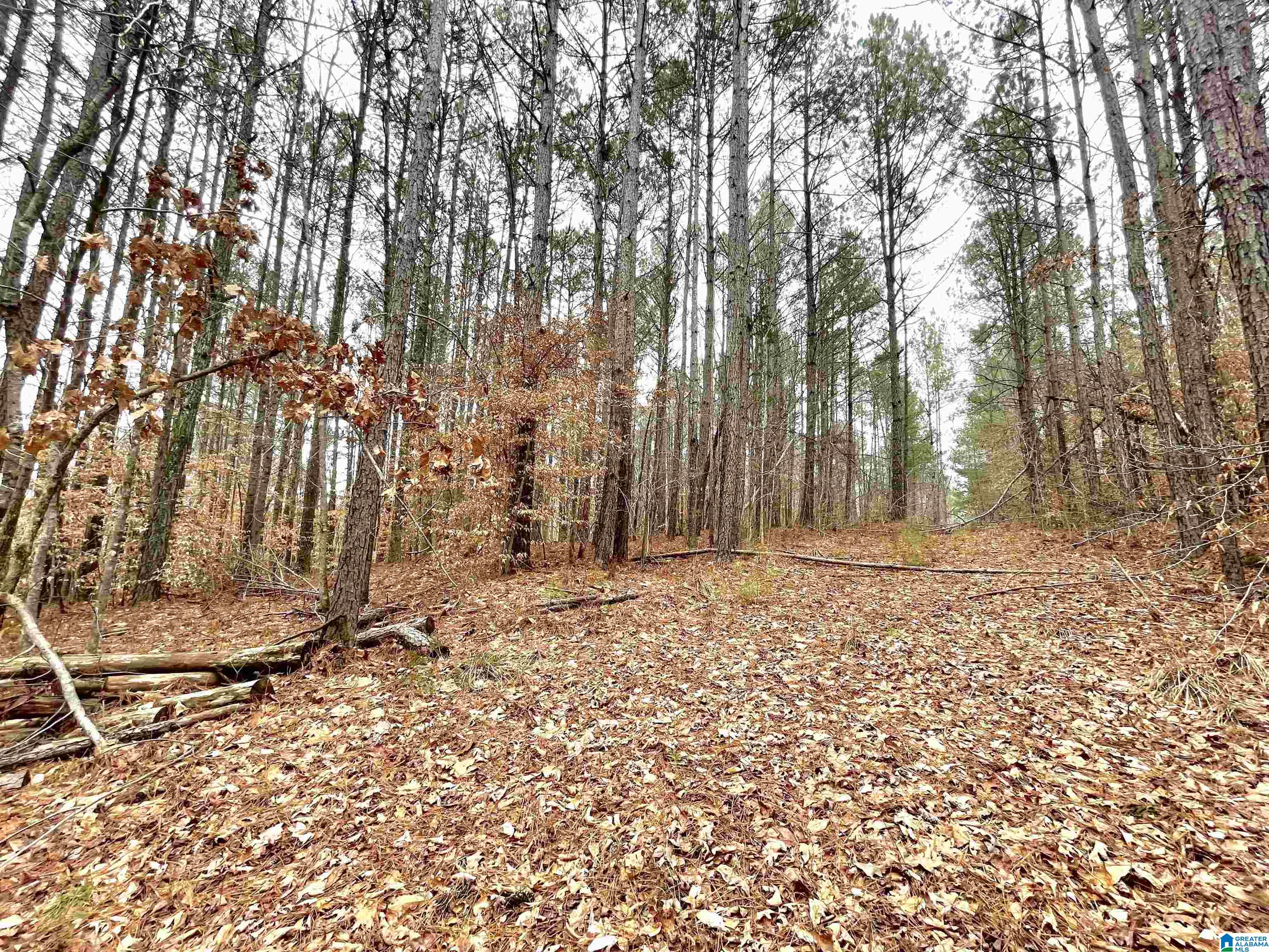 10 County Road Ranburne, AL 36273 - Photo 4 of 4