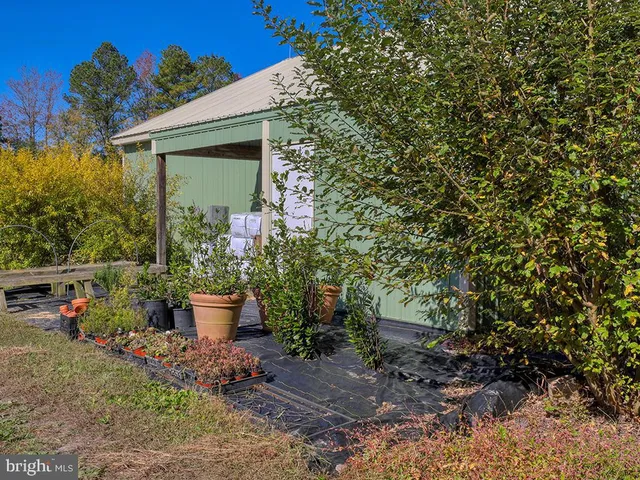 a view of a backyard with plants and large trees