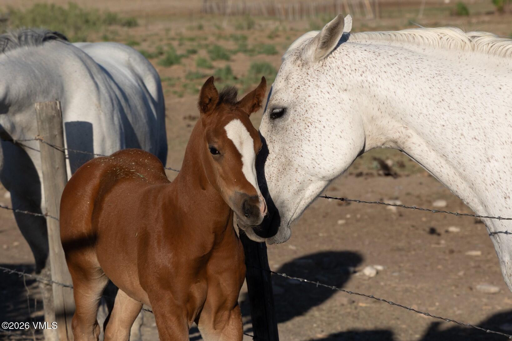25511 Colorado River Road Burns, CO 80426 - Photo 9 of 44 Foal