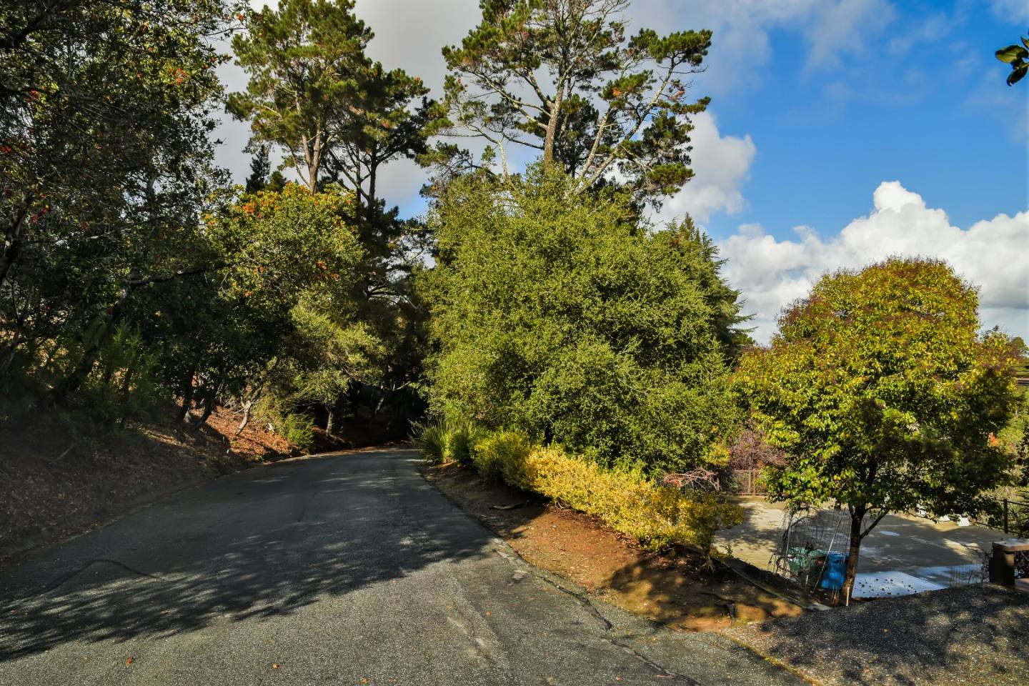 15 Anson Road Hillsborough, CA 94010 - Photo 18 of 18 a picture of tree