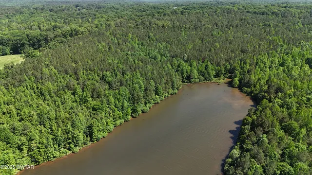 a view of a garden with a plant