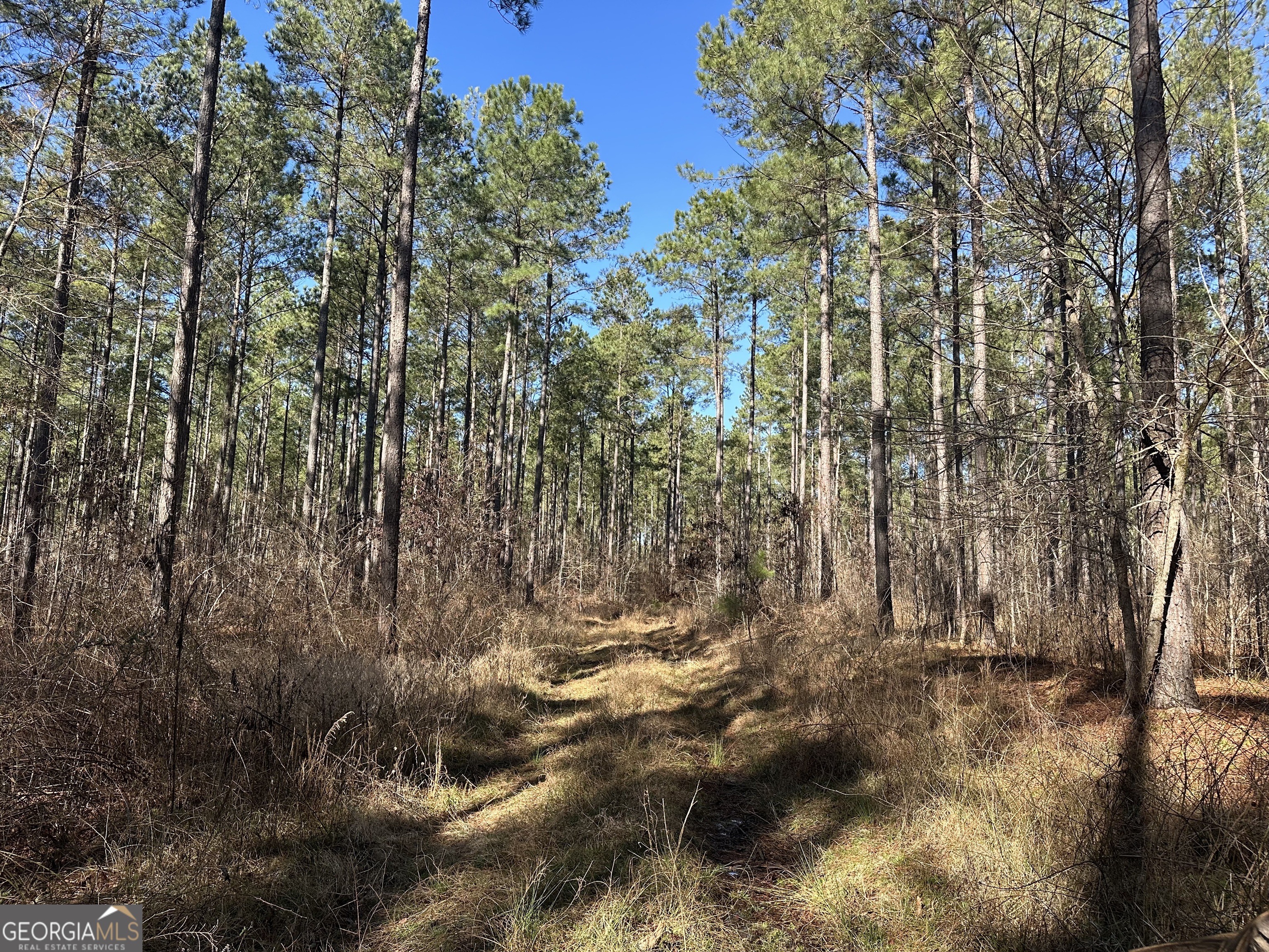 0 Farmington Road Watkinsville, GA 30677 - Photo 12 of 27 a view of yard with trees