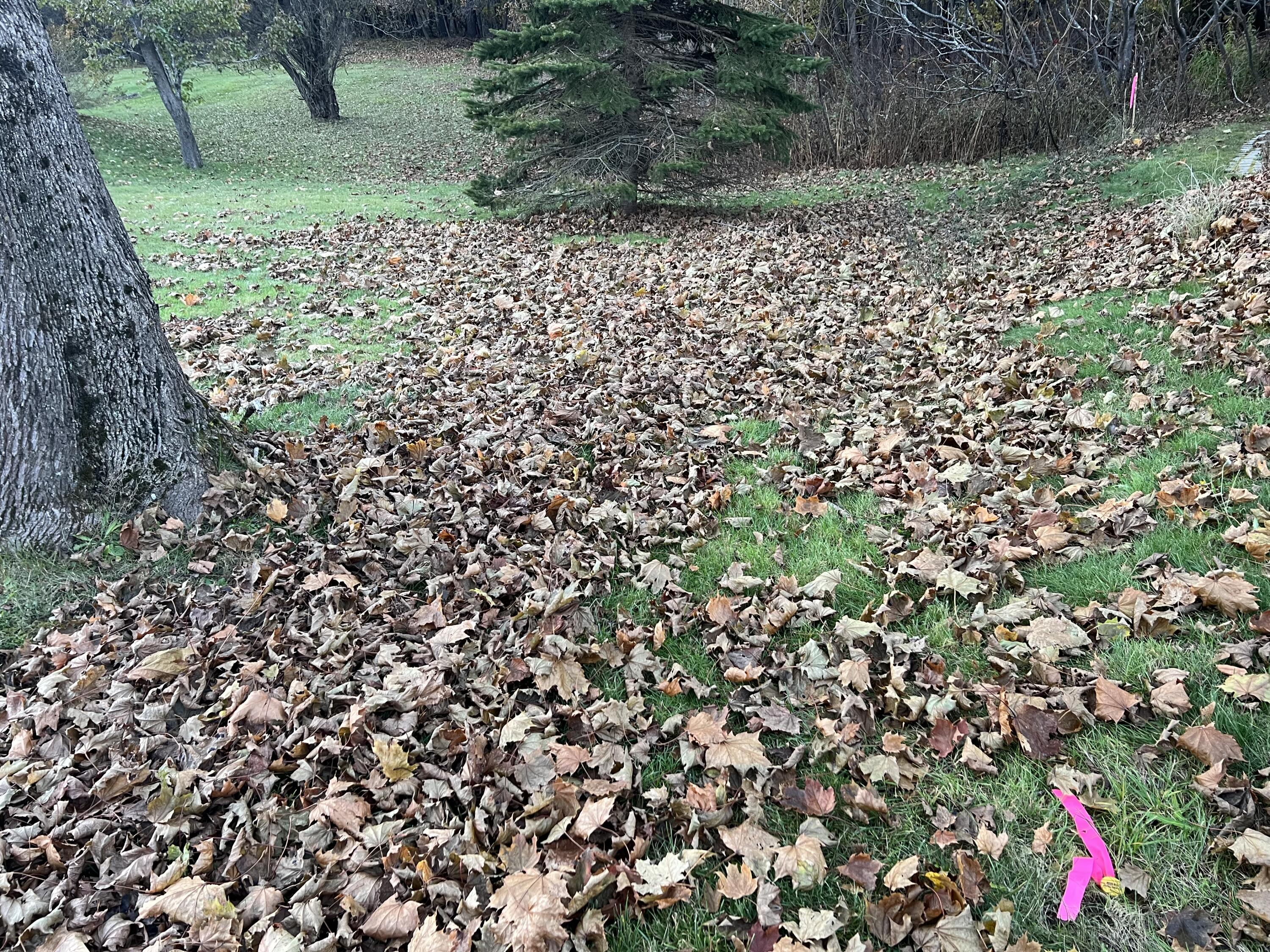 0 Reed Street Westbrook, ME 04092 - Photo 2 of 4 IMG_5399