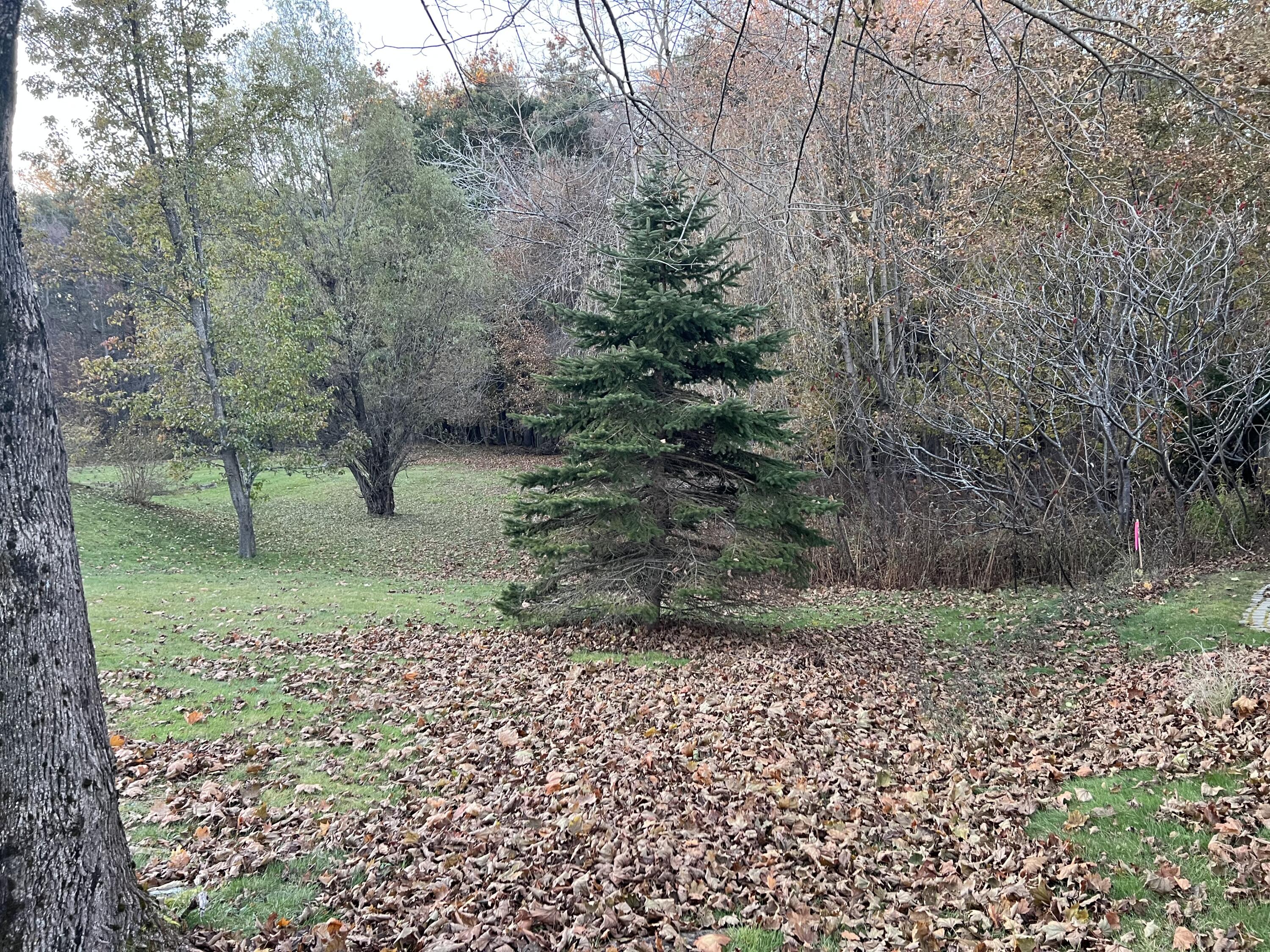 0 Reed Street Westbrook, ME 04092 - Photo 3 of 4 IMG_5400