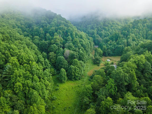 a view of a lush green forest with lots of trees