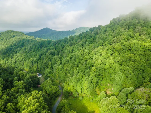 a view of a lush green forest with trees in the background