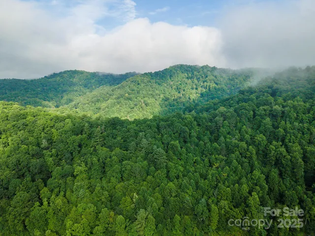 a view of a lush green forest with lush green forest
