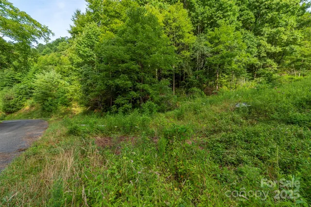 a view of a lush green forest