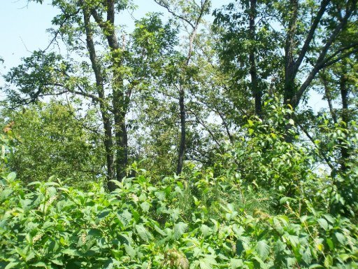 Hickory Ridge Way Sevierville, TN 37862 - Photo 1 of 1 Primary Photo