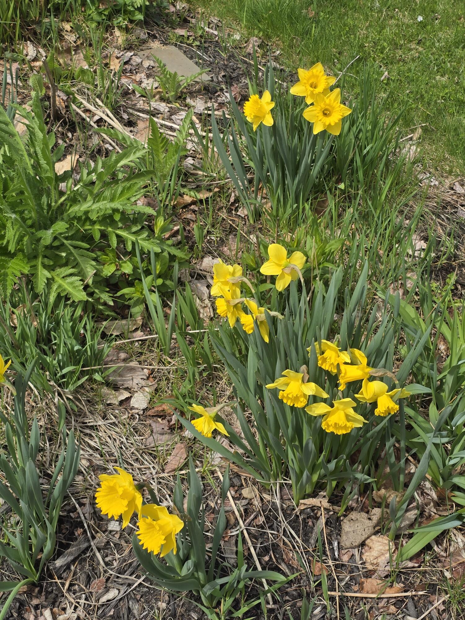 341 East Road Wales, ME 04280 - Photo 30 of 49 Barry 2