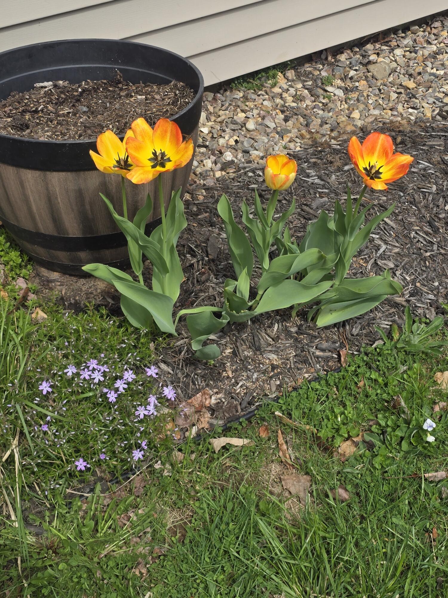 341 East Road Wales, ME 04280 - Photo 32 of 49 Barry 4