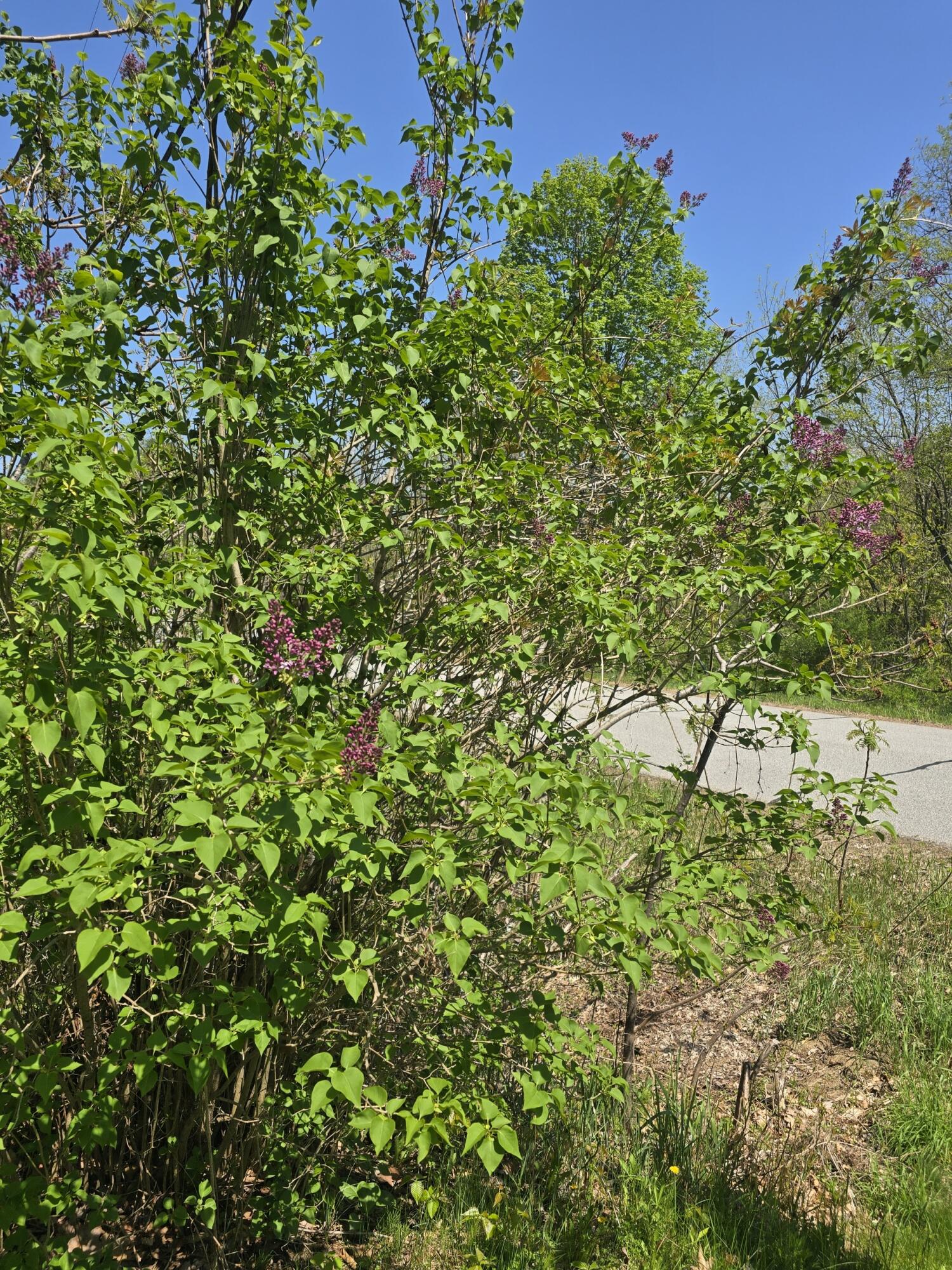 341 East Road Wales, ME 04280 - Photo 33 of 49 Barry Photo 1