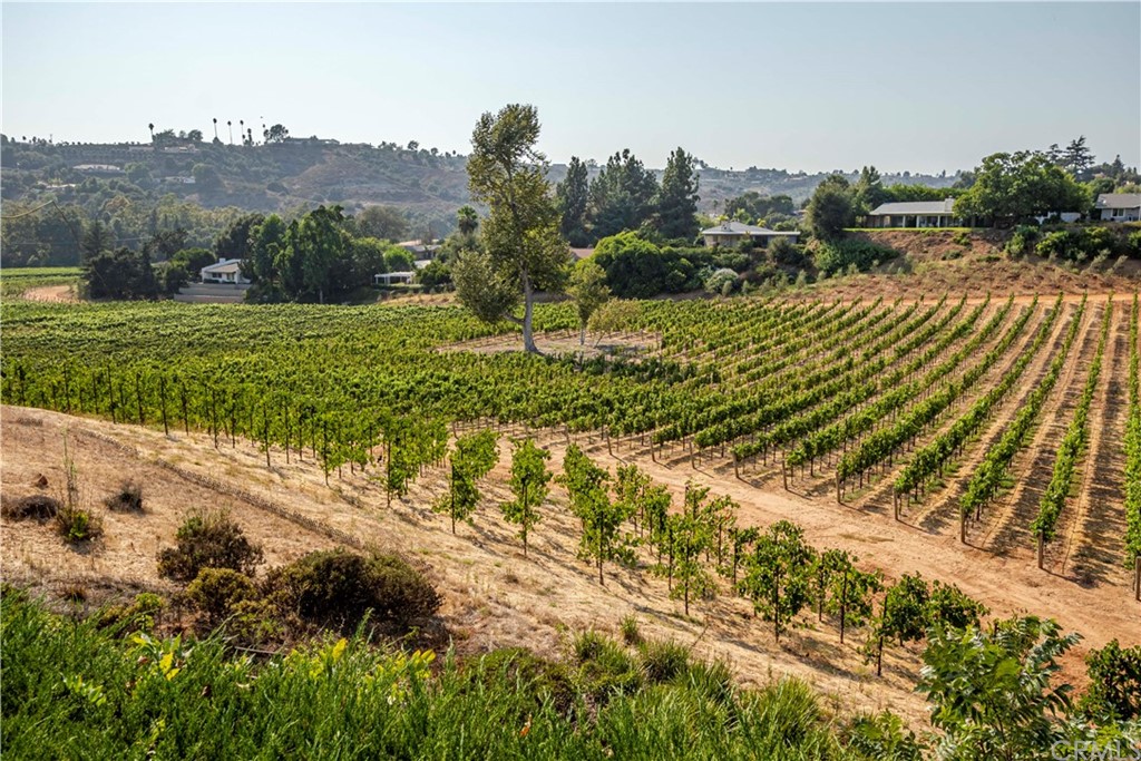 2915 Lakemont Drive Fallbrook, CA 92028 - Photo 44 of 56 a view of a yard with plants and a bench