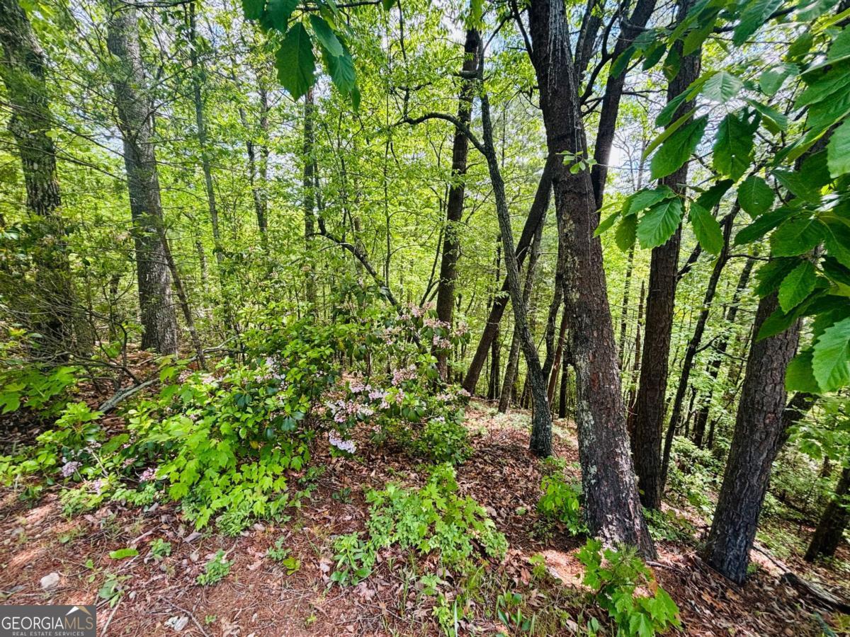 0 Rosen Strasse Helen, GA 30545 - Photo 7 of 11