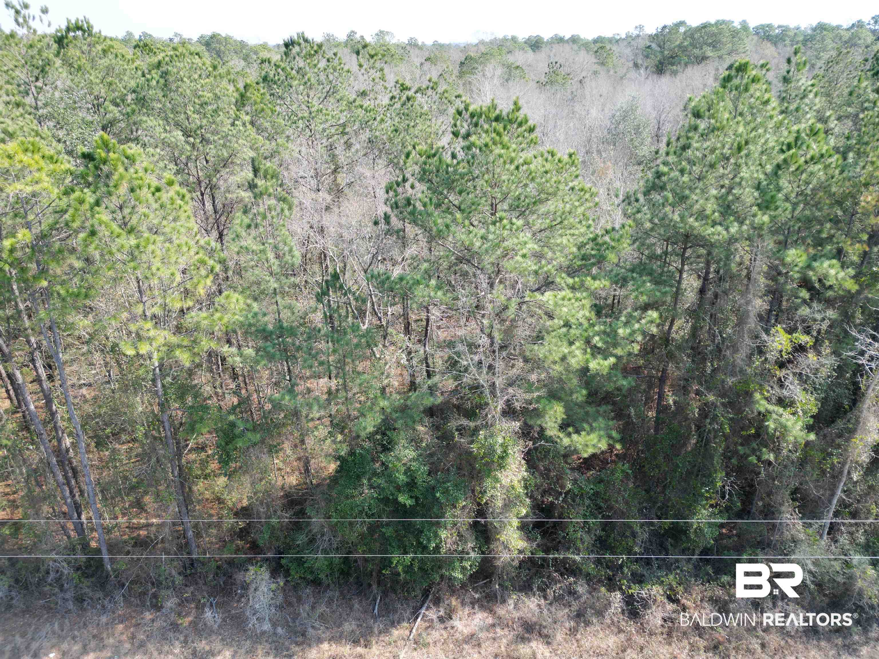 0 Highway 41 Range, AL 36473 - Photo 2 of 11 View of woods