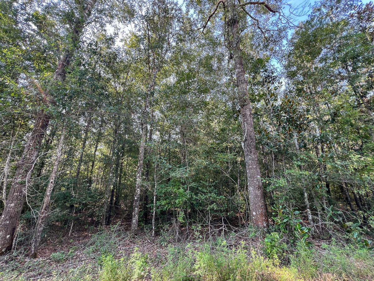 4 County Road 1325 Warren, TX 77664 - Photo 4 of 10 a view of forest