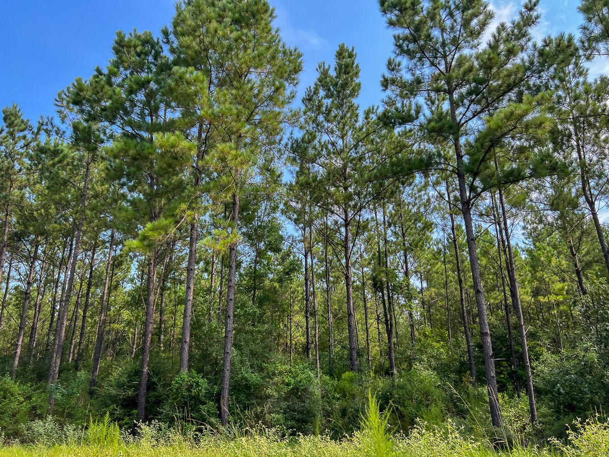 4 County Road 1325 Warren, TX 77664 - Photo 9 of 10 a view of a forest
