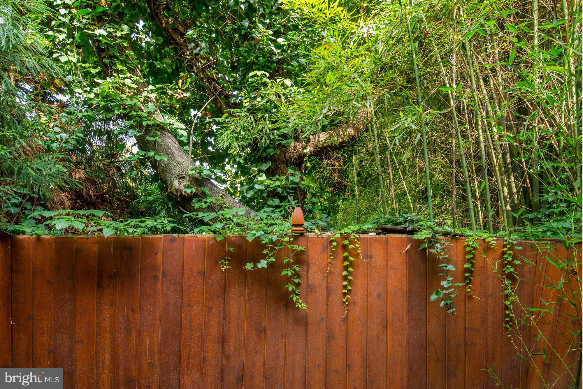7 Pomander Walk Northwest Washington, DC 20007 - Photo 14 of 23 a view of outdoor space and a yard