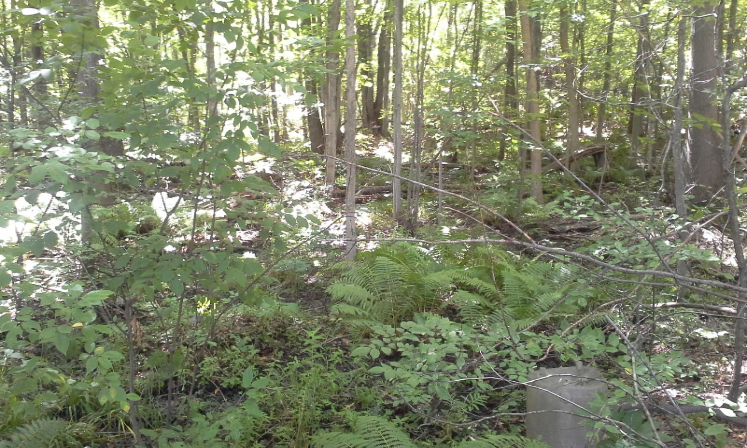 0 East Pontaluna Road Spring Lake, MI 49456 - Photo 21 of 28 0801