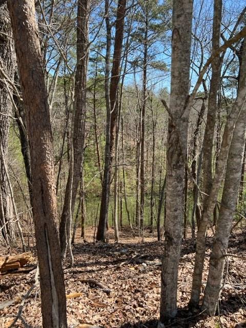 4 Hunter Ridge Ellijay, GA 30540 - Photo 5 of 24 Gallery Image 5
