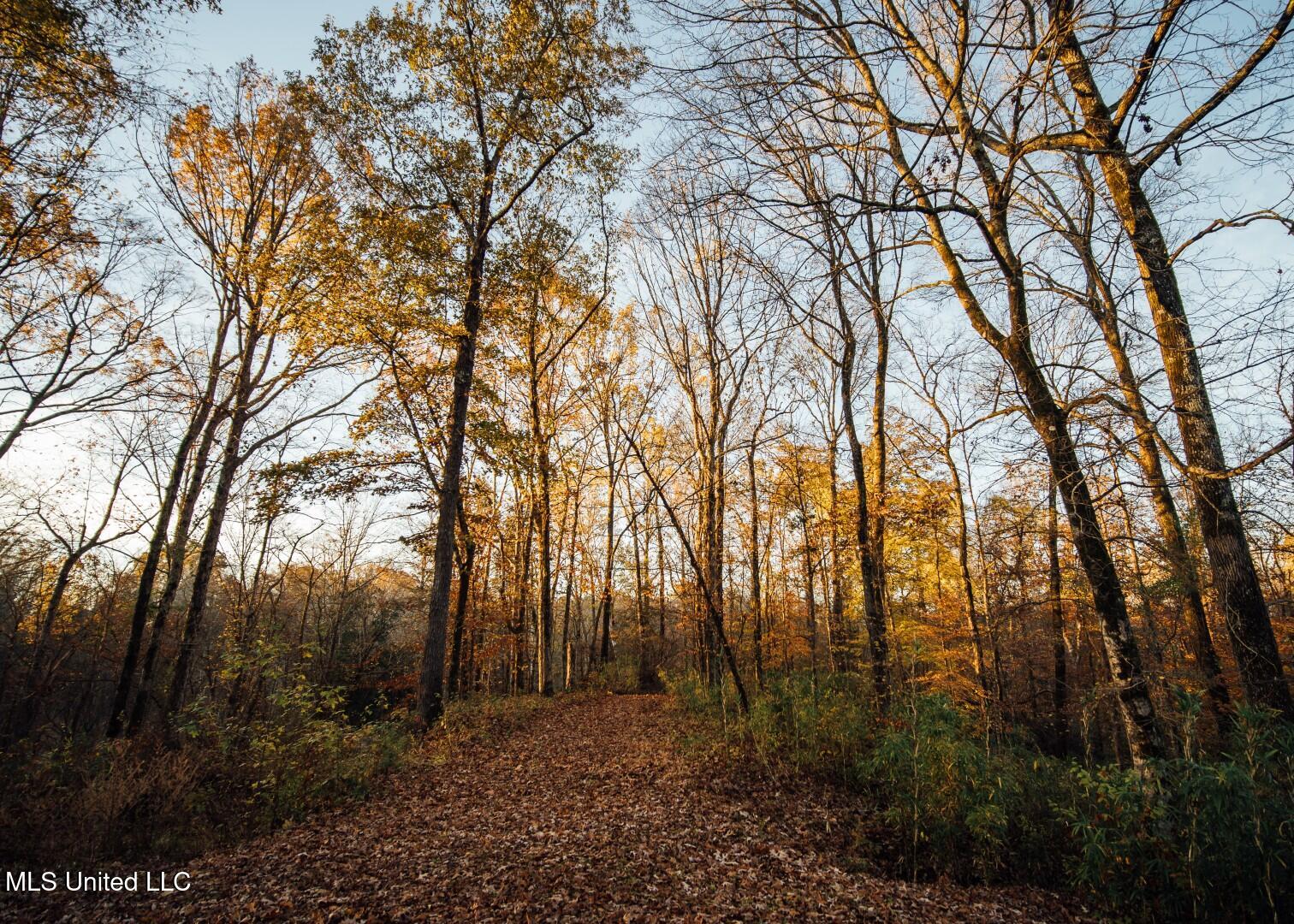 2732 Myrleville Road Yazoo City, MS 39194 - Photo 22 of 49 19 (Large)