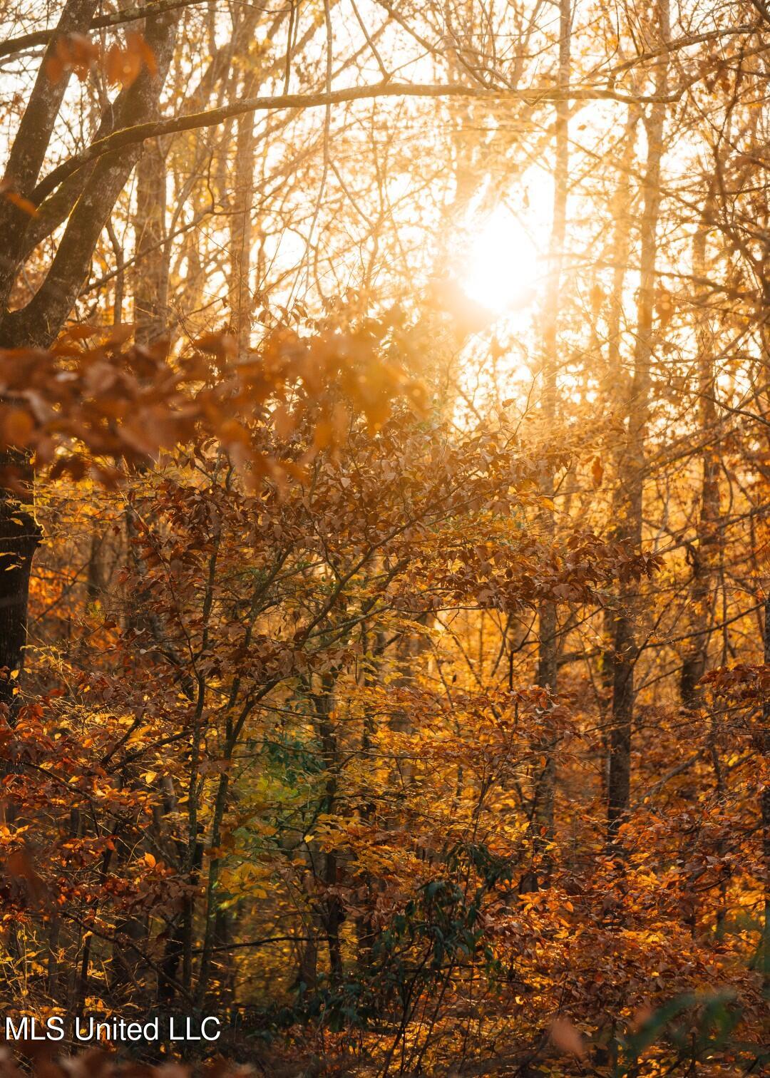 2732 Myrleville Road Yazoo City, MS 39194 - Photo 24 of 49 22 (Large)