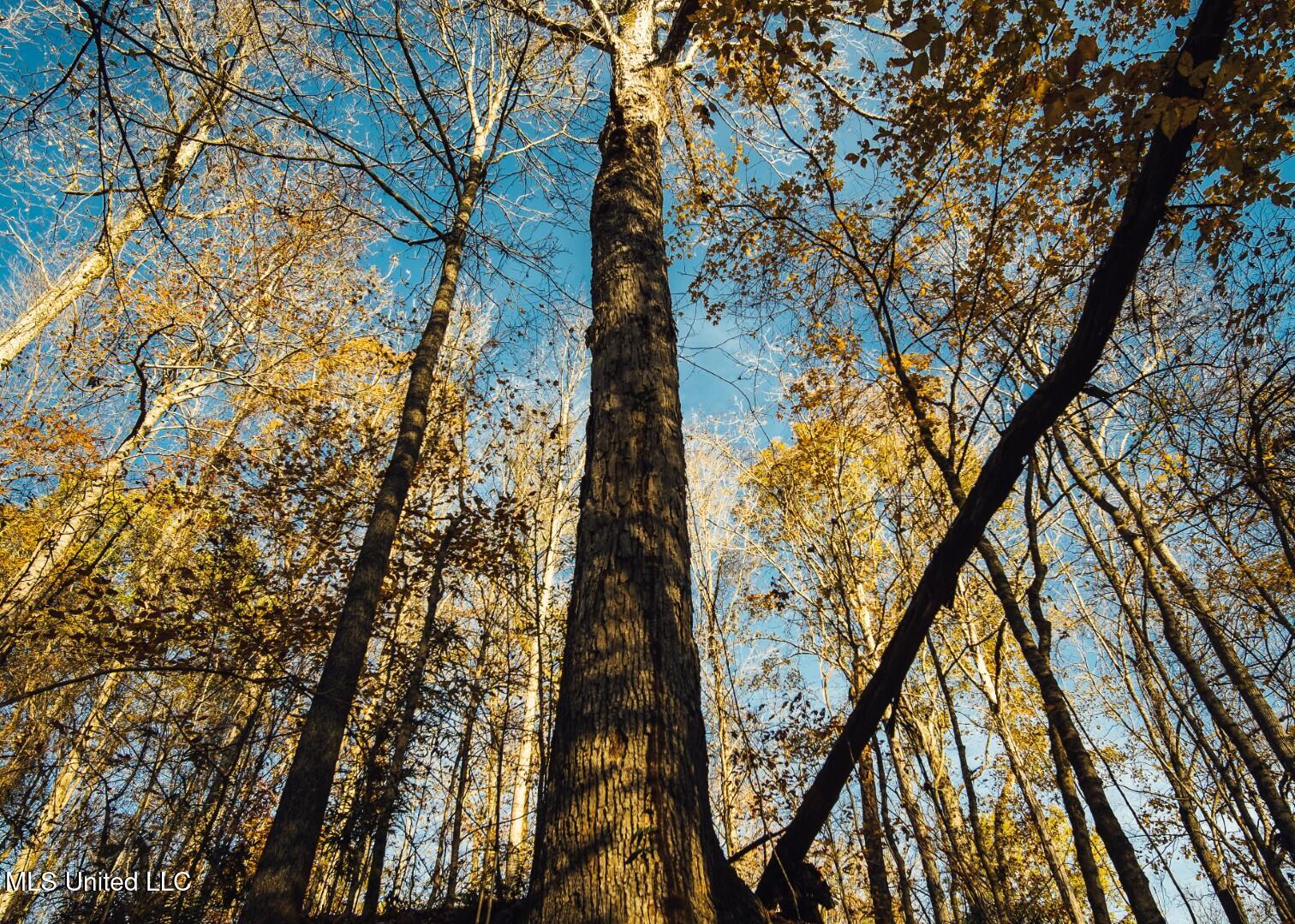 2732 Myrleville Road Yazoo City, MS 39194 - Photo 32 of 49 30 (Large)
