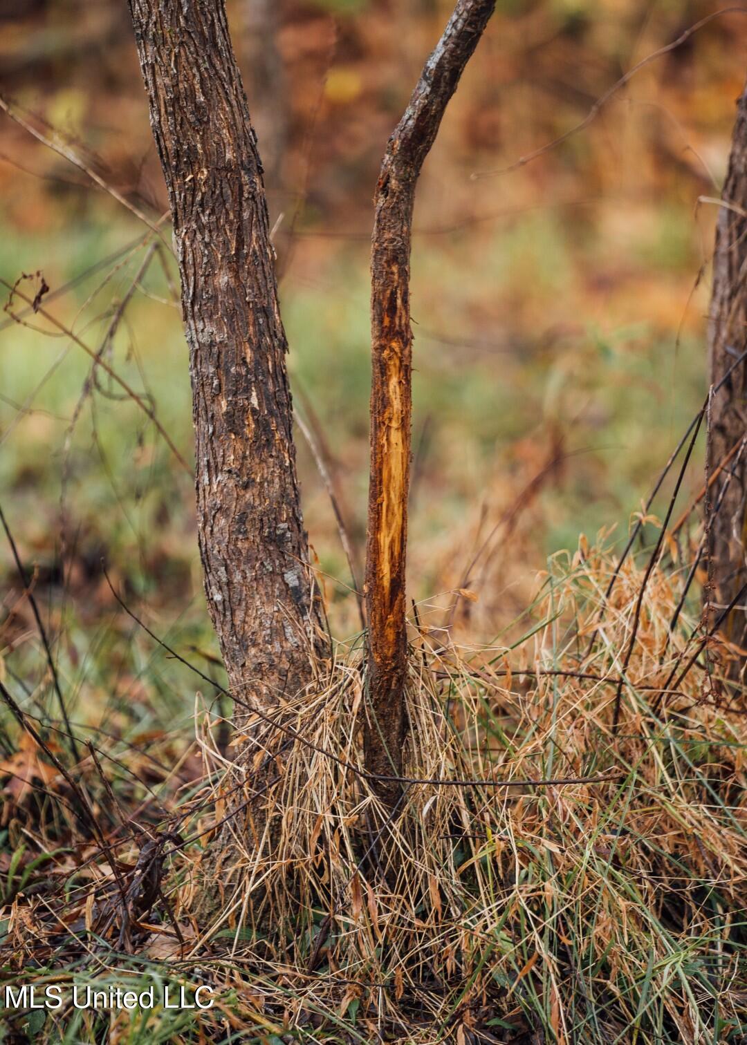 2732 Myrleville Road Yazoo City, MS 39194 - Photo 33 of 49 31 (Large)