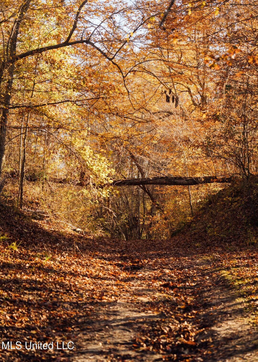 2732 Myrleville Road Yazoo City, MS 39194 - Photo 38 of 49 36 (Large)