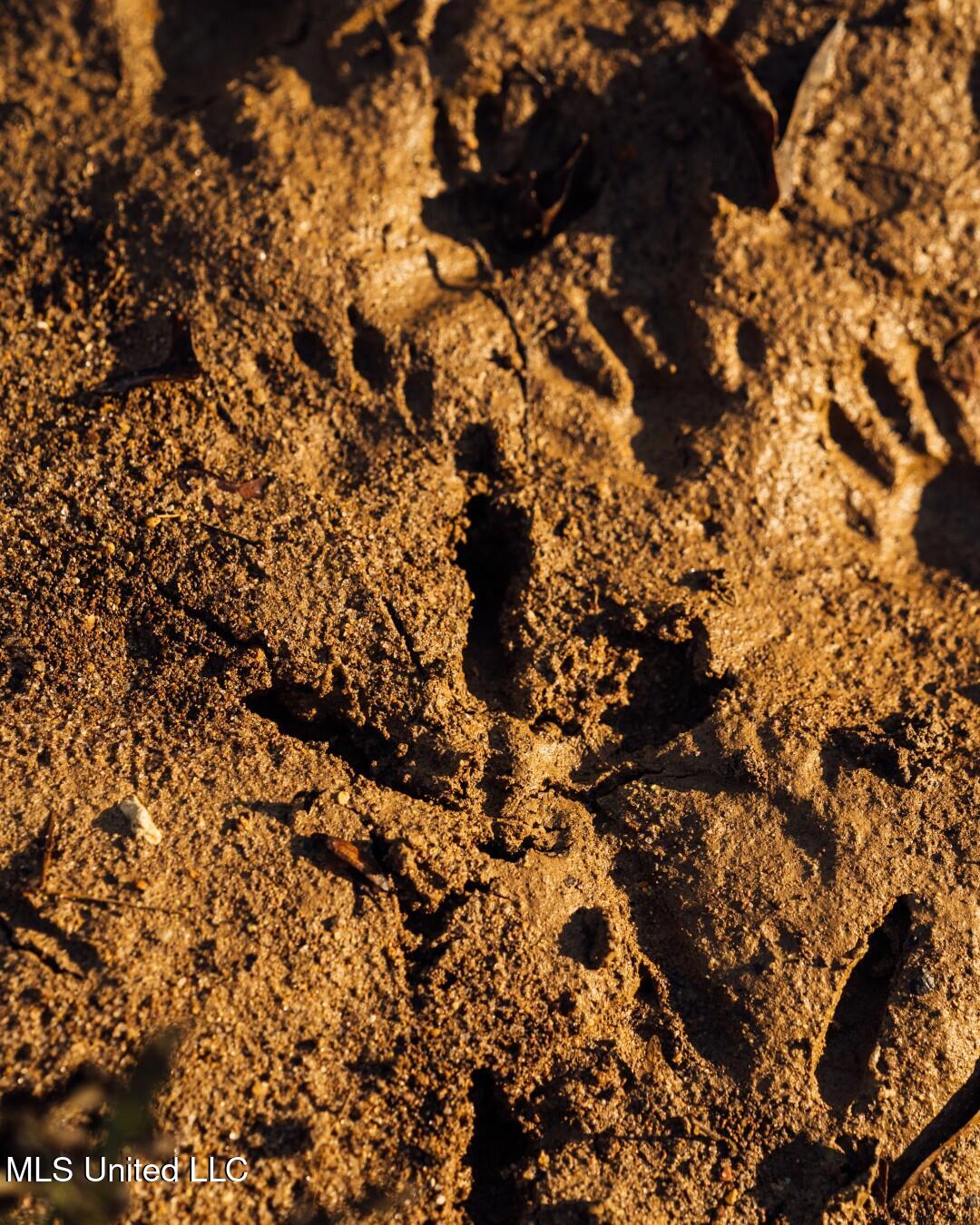 2732 Myrleville Road Yazoo City, MS 39194 - Photo 43 of 49 41 (Large)