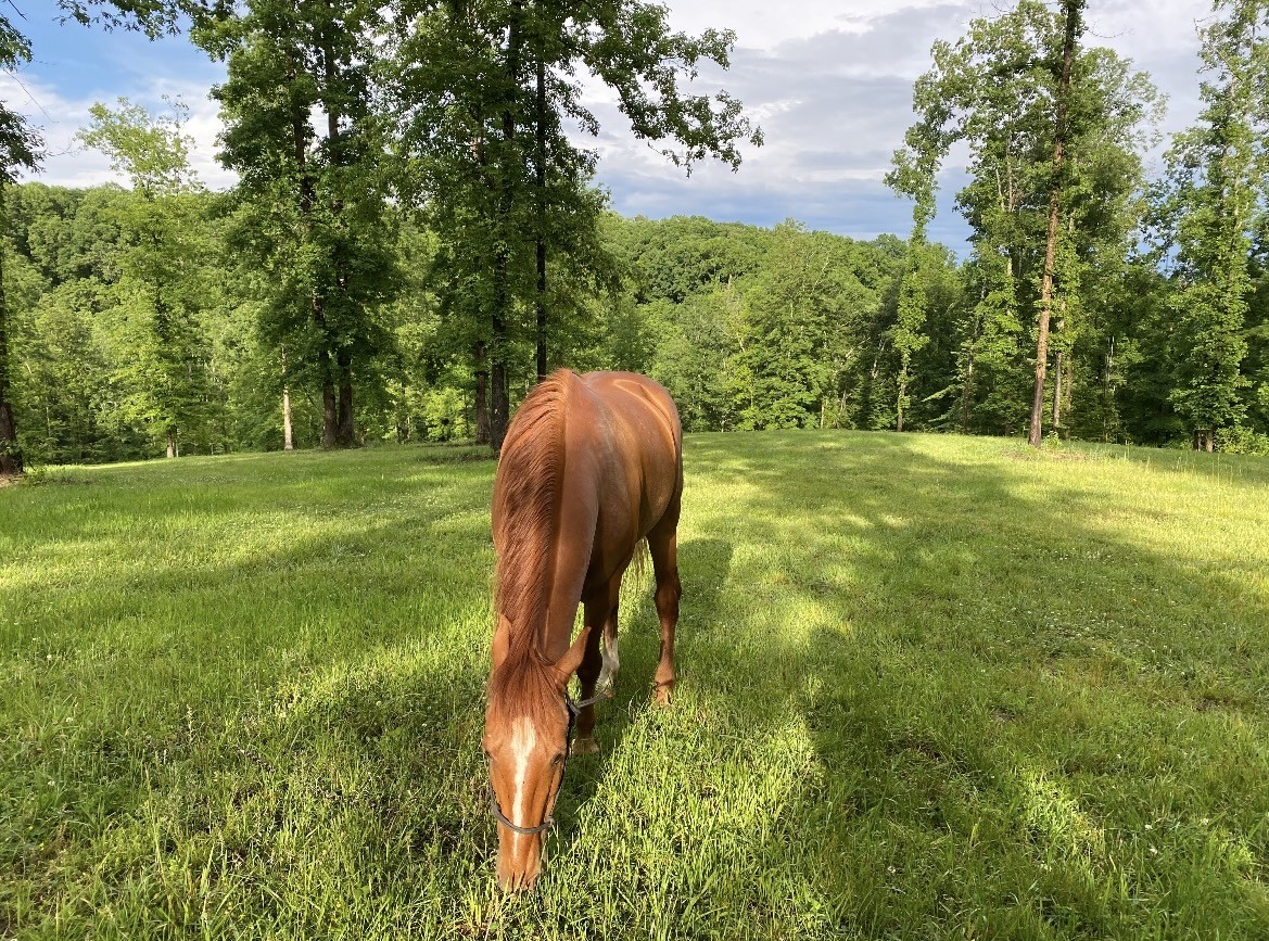 925 Bumpas Road Lawrenceburg, TN 38464 - Photo 15 of 28