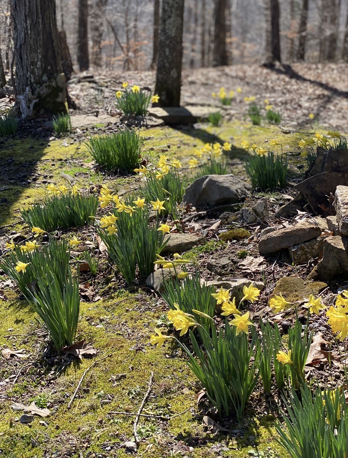 925 Bumpas Road Lawrenceburg, TN 38464 - Photo 18 of 28