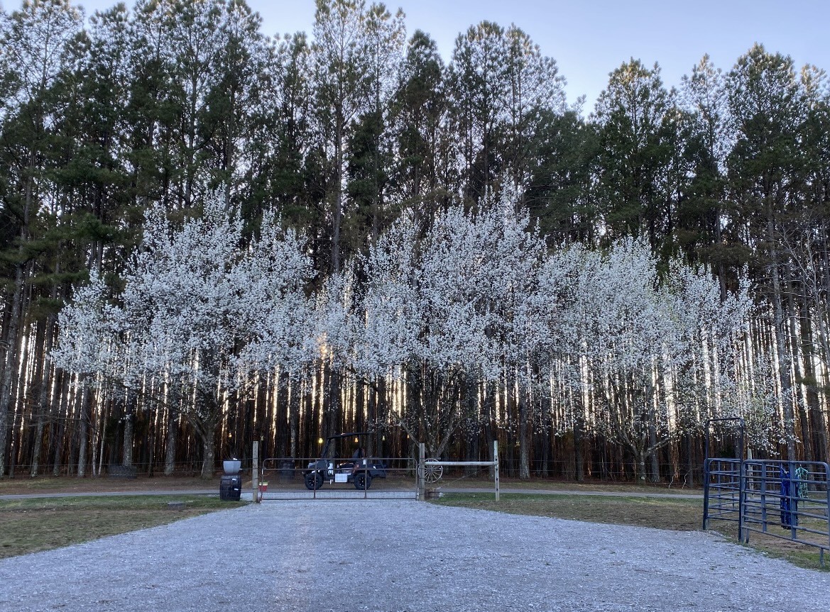 925 Bumpas Road Lawrenceburg, TN 38464 - Photo 24 of 28