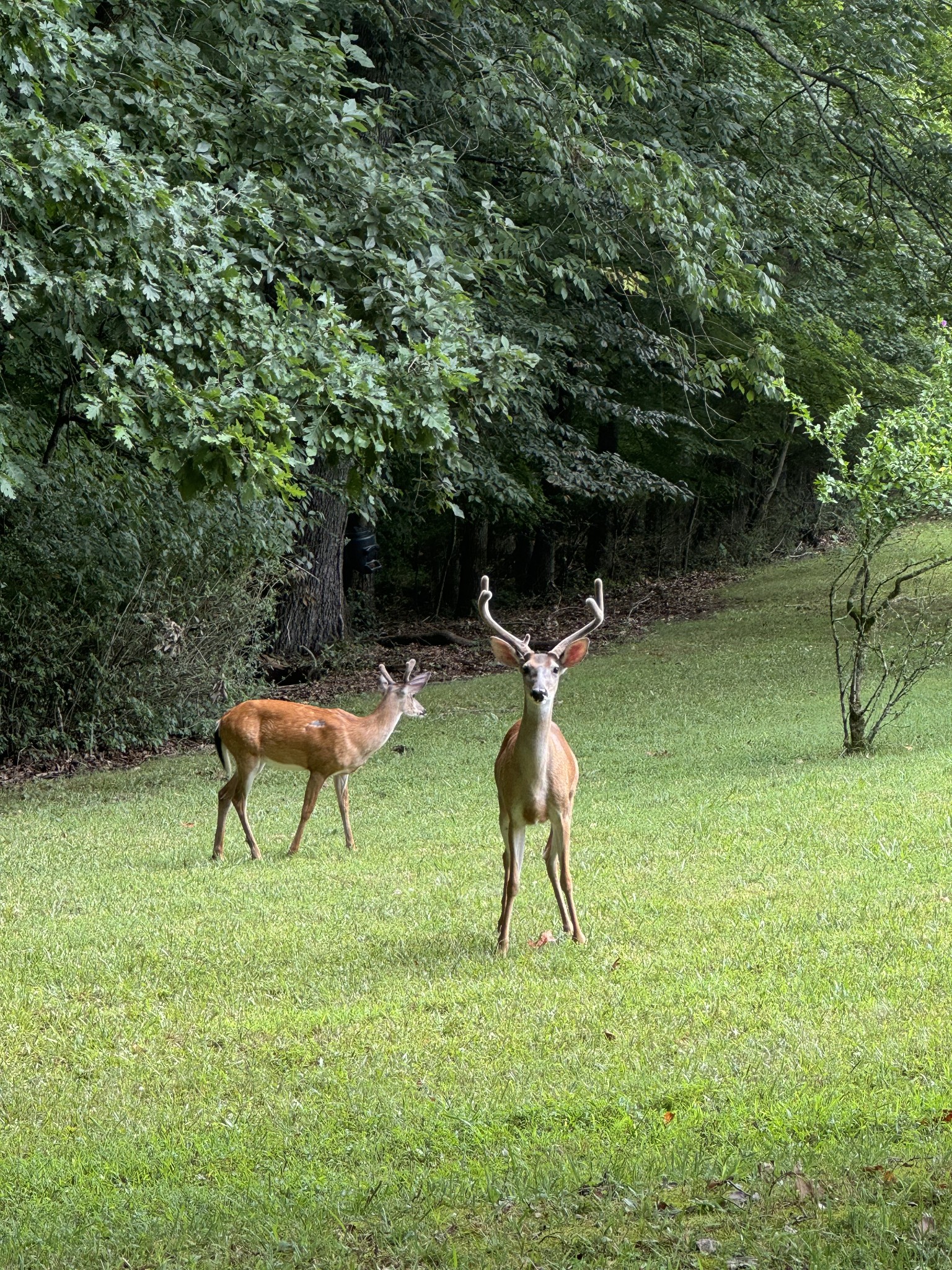 925 Bumpas Road Lawrenceburg, TN 38464 - Photo 27 of 28