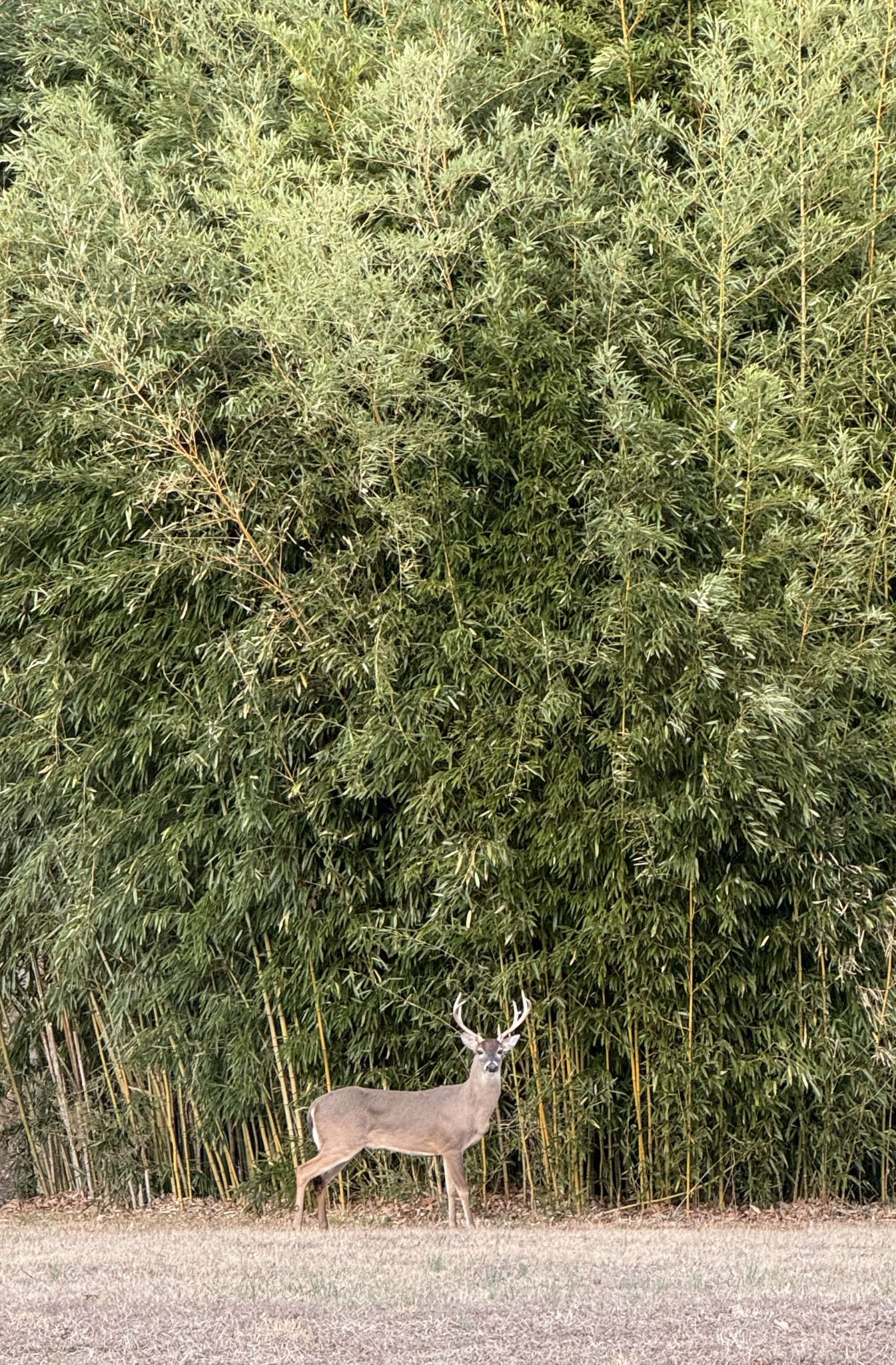 925 Bumpas Road Lawrenceburg, TN 38464 - Photo 28 of 28